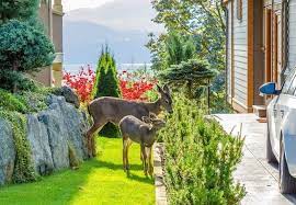 How To Keep Deer Out Of A Garden Bob Vila