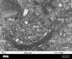 Imagen de microscopio electrónico de transmisión de gran aumento de un  leucocito humano, mostrando golgi, que es una estructura involucrada en el  transporte de proteínas en el citoplasma de la célula. JEOL