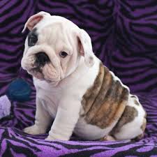 Find english bulldogs puppies & dogs for sale uk at the uk's largest independent free classifieds site. English Bulldog Breeders English Bulldog Puppies Puppies
