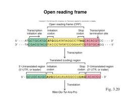 open reading frame