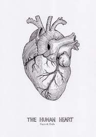 Рисунок карандашом анатомическое сердце - 69 фото