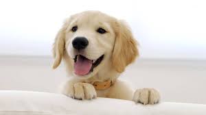 100 golden retriever puppies pictures