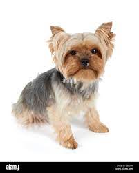 Yorkshire terrier haircut hi-res stock photography and images - Alamy