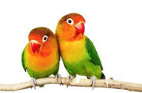 love birds free png total png