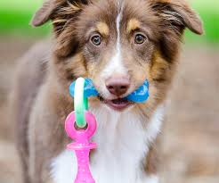 10 best chew toys for puppies purewow