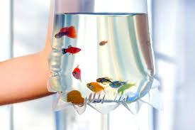 Not just because of the great selection of fish but because of the. Exotic Fish Stores Around Me Online