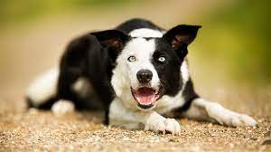 short haired border collies unveiling