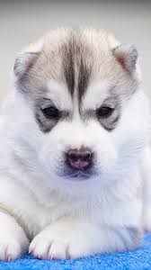 Download wallpaper edit this image. Husky Puppy Angry Pet Dog 4k Ultra Hd Mobile Wallpaper