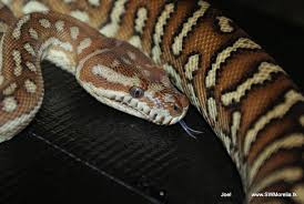 female and male bredli pythons morelia