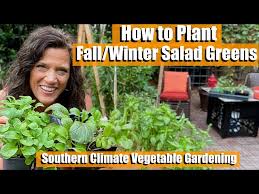 How To Plant Winter Salad Greens