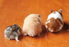 Publishers Cash In on Hamster Butt Craze in Japan