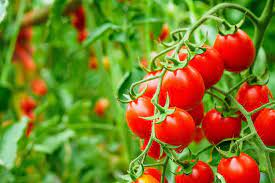 how to grow hydroponic tomatoes rural