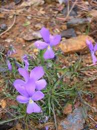 Viola bertolonii - Wikipedia