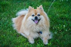 10 fun facts about pomeranians