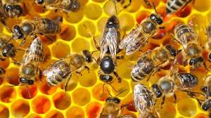 Ciclo de vida de las abejas de la miel - ecocolmena