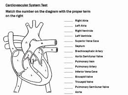 You can do the exercises online or download the worksheet as pdf. Circulatory System Coloring Worksheet Pdf Wkuw Kiopkaen Site