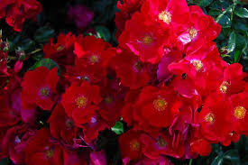 potted red flower carpet