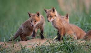 Fs1325 Red Fox Ecology And Behavior