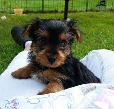 Check spelling or type a new query. Cheap Yorkie Puppies For Sale In Nv Ut Co Wy Or Wa Nm Az Tx Oh Pa Bc Vc