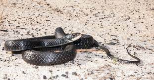 discover the black snakes in florida