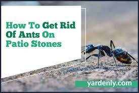 how to get rid of ants on patio stones