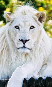 white lion wallpapers for