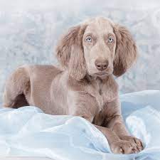 long haired weimaraner breed profile