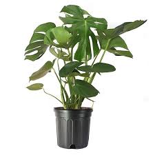 Indoor Plants For Aspiring Plant Pas