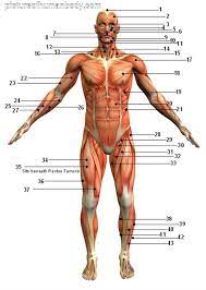 What do the various anatomy words used to name muscles mean? Scientific Names Of Body Muscles P7wkf H9jrfzpm There Are Over 630 Muscles In The Human Body Dhanu Nizliandry