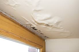 filing mold and water damage claims
