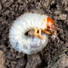 grubs signs symptoms and prevention
