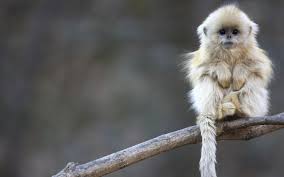 cute monkeys wallpapers funny monkeys