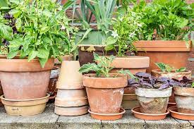 The Best 11 Vegetables To Grow In Pots