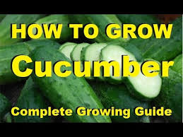 How To Grow Cucumbers Complete Growing Guide