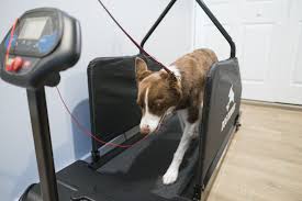 dog treadmill why would a dog need a