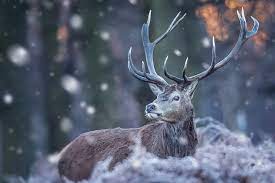 snow deer winter hd wallpaper peakpx