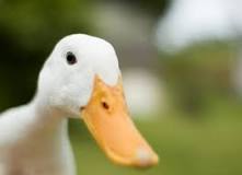 are-ducks-dirty-pets