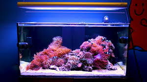 T5 Reef Lighting Why T5 Continues To Be Popular With Advanced Reef Tank Owners Brstv Reef Faqs Bulk Reef Supply