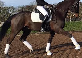 how to fit a dressage saddle to both