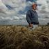 Farmer says wild dogs and eagles killed 700 of his sheep