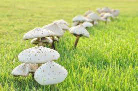 how to get rid of mushrooms in lawn 9