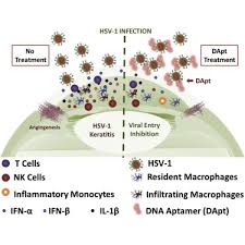 targeting herpes simplex virus 1 gd by