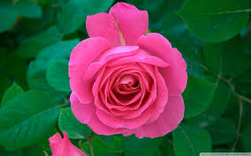 pink rose flowers nature roses pink
