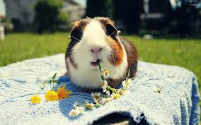 guinea pig wallpaper 71 pictures