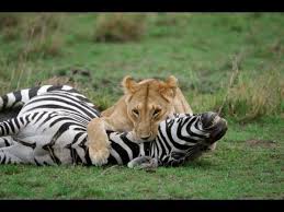 Image result for lion catching prey