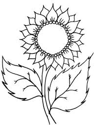 Bunga majemuk biasanya diterapkan pada tabungan kita di bank. Sketsa Gambar Bunga Matahari Cara Golden