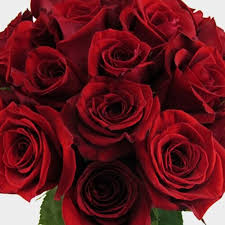 red rose freedom 50cm bulk whole