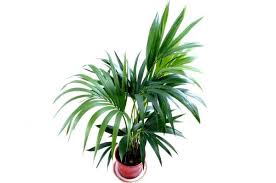 Best Large Indoor Plants For Low Light