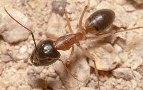 how to get rid of sugar ants gotbugsikill