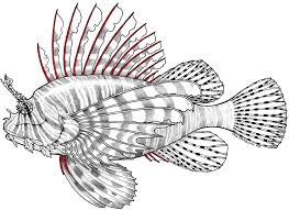 Image result for lion fish head spine